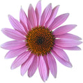 ECHINACEA