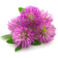 RED CLOVER EXTRACT