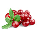 Cranberry 20:1 Extract